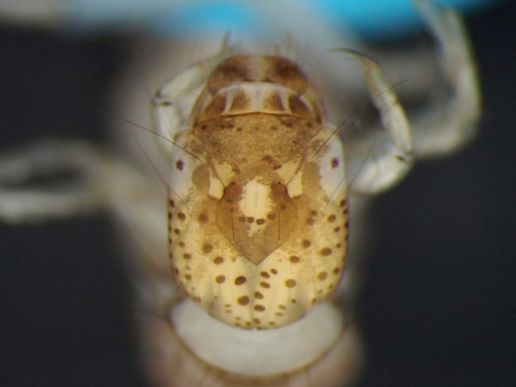 Holocentropus dubius